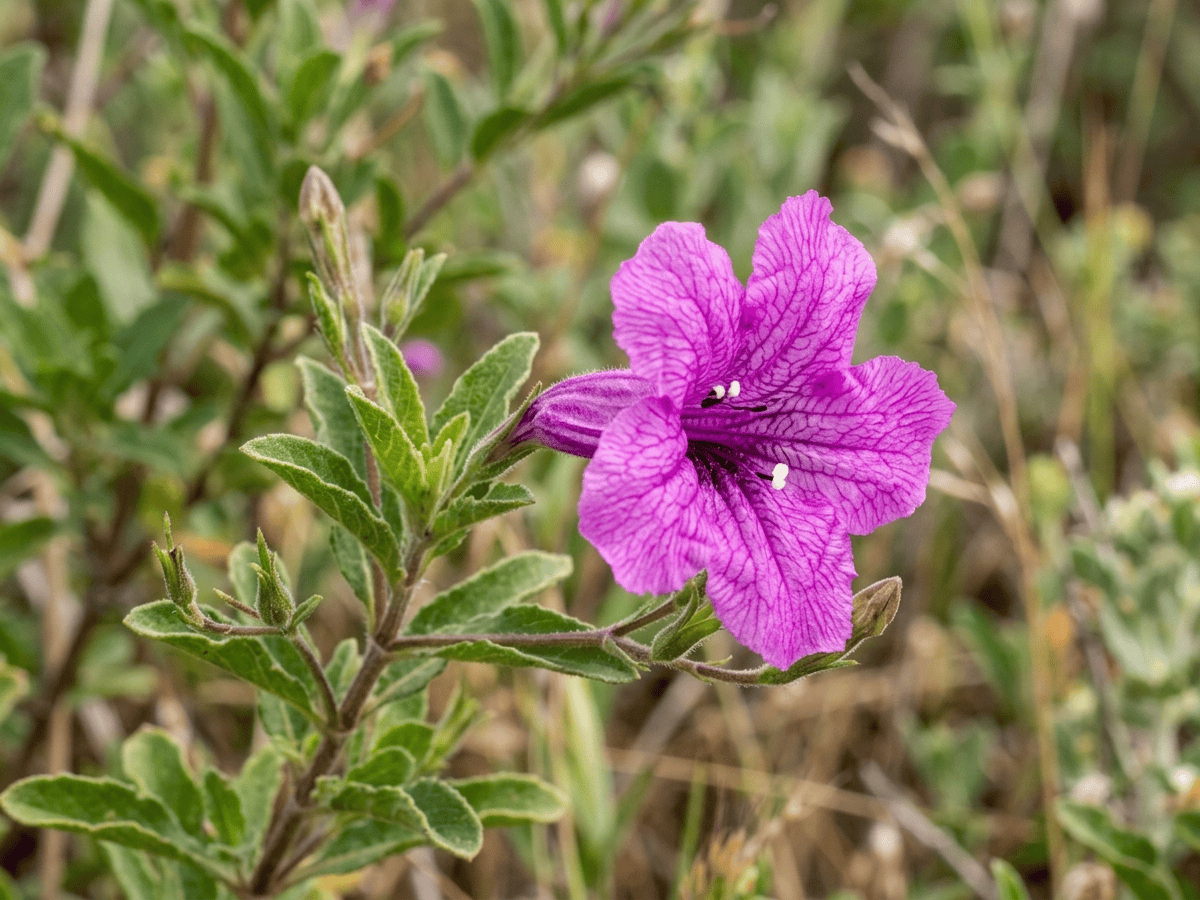 Wüsten-Ruellie — Nahaufnahme von Blättern und Blüten