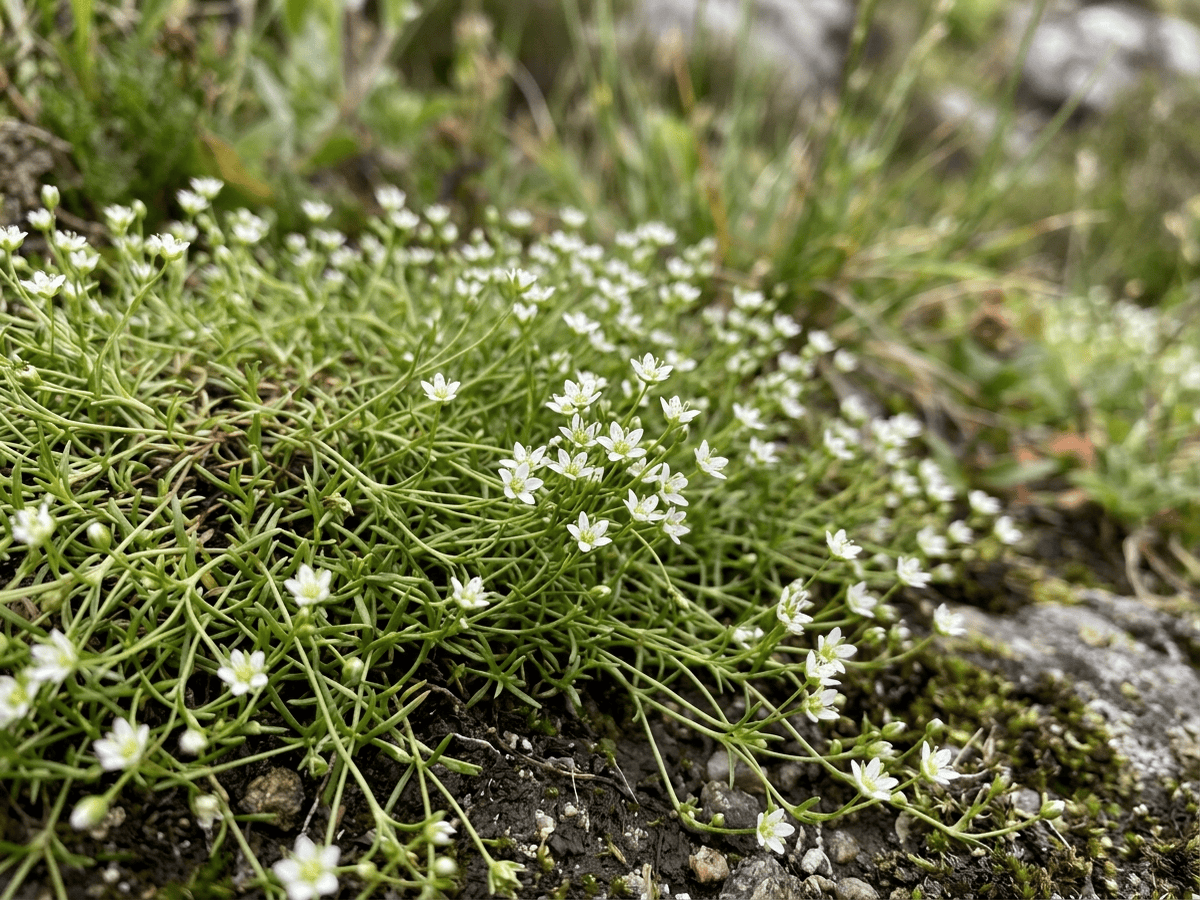 Sagina sdraiata — primo piano di foglie e fiori