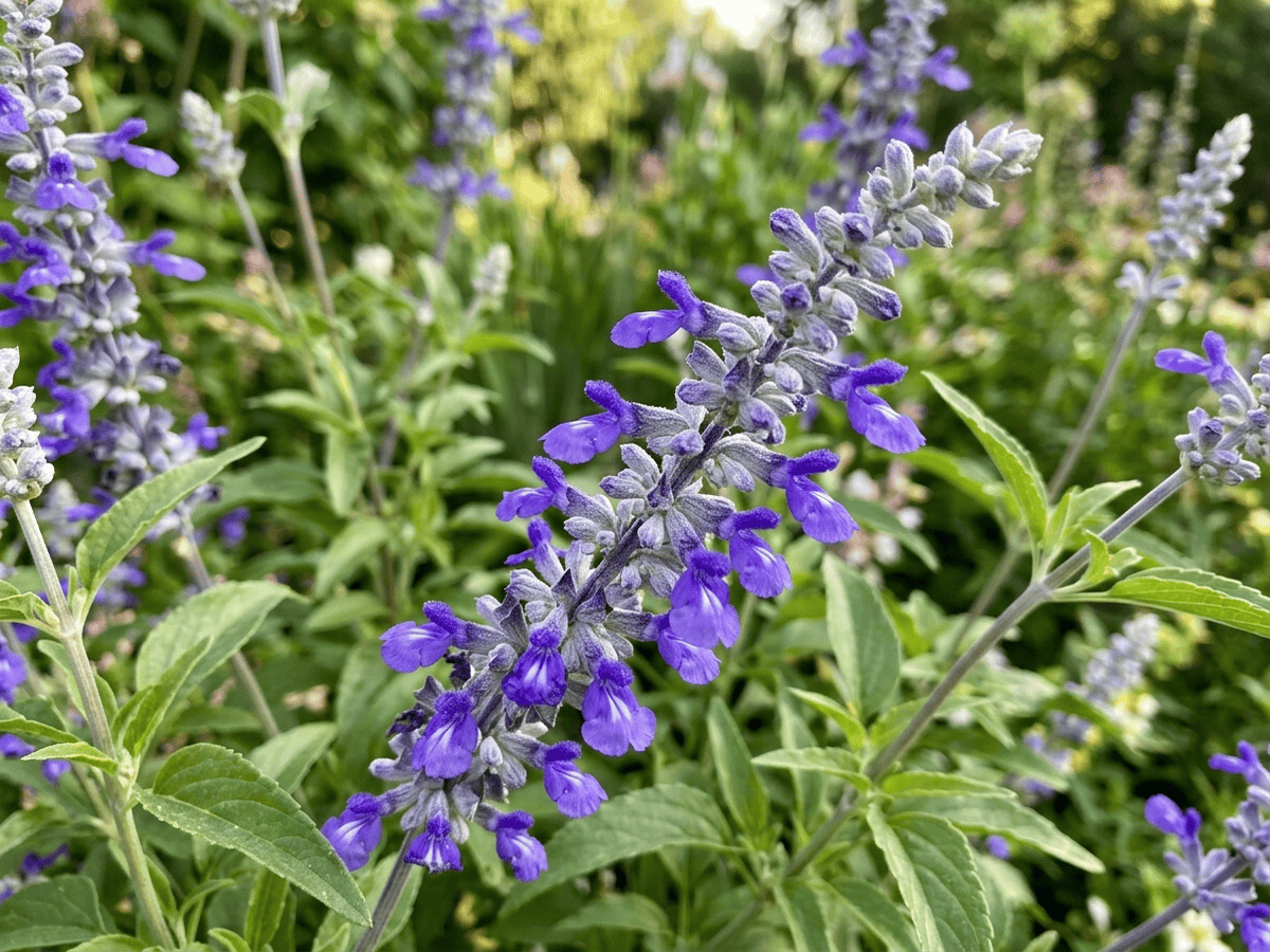 Mealy Blue Sage — close-up of leaves and flowers