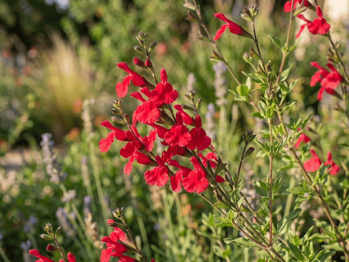 Autumn Sage — close-up of leaves and flowers