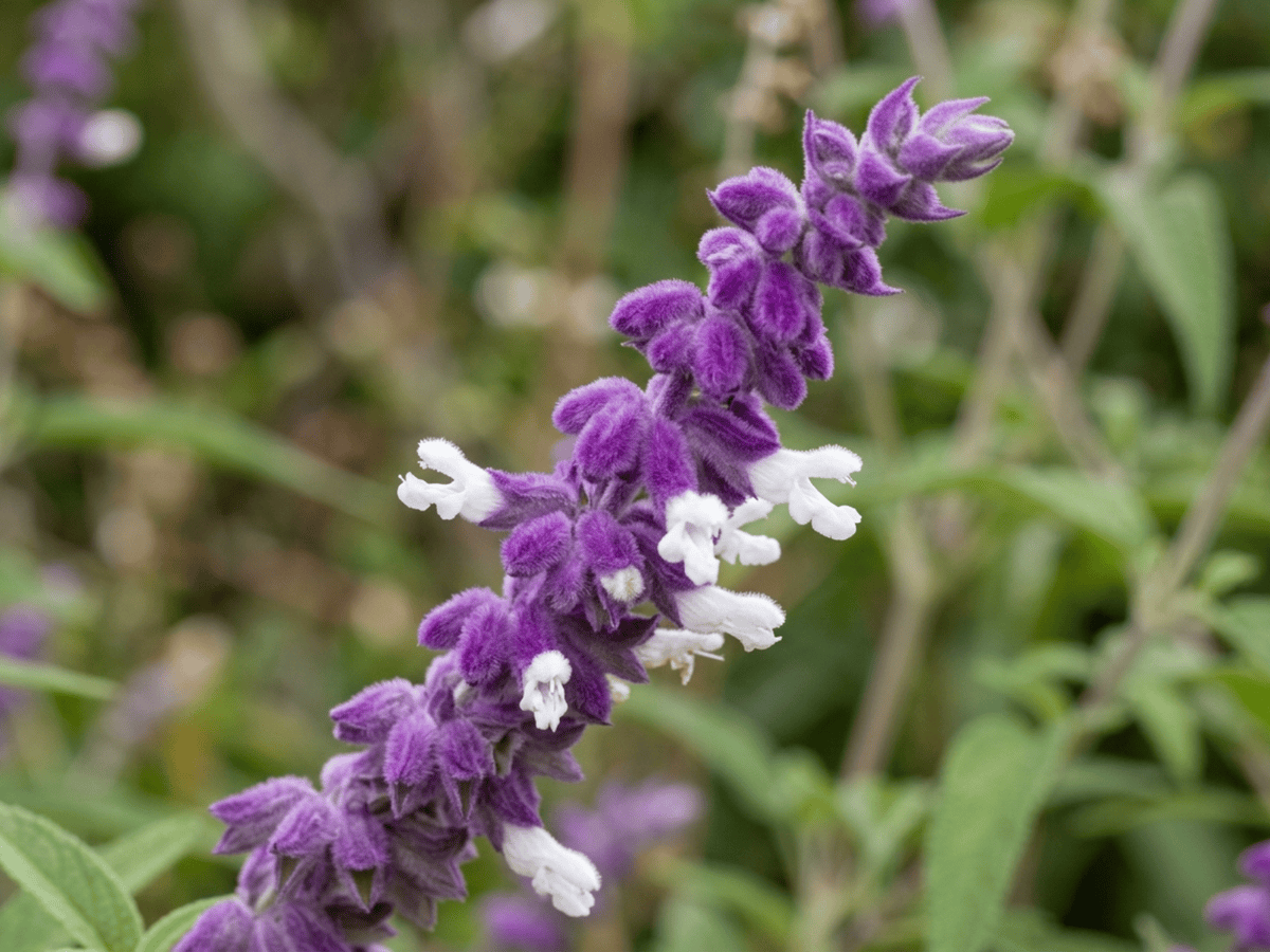 Terciopelo — primer plano de hojas y flores