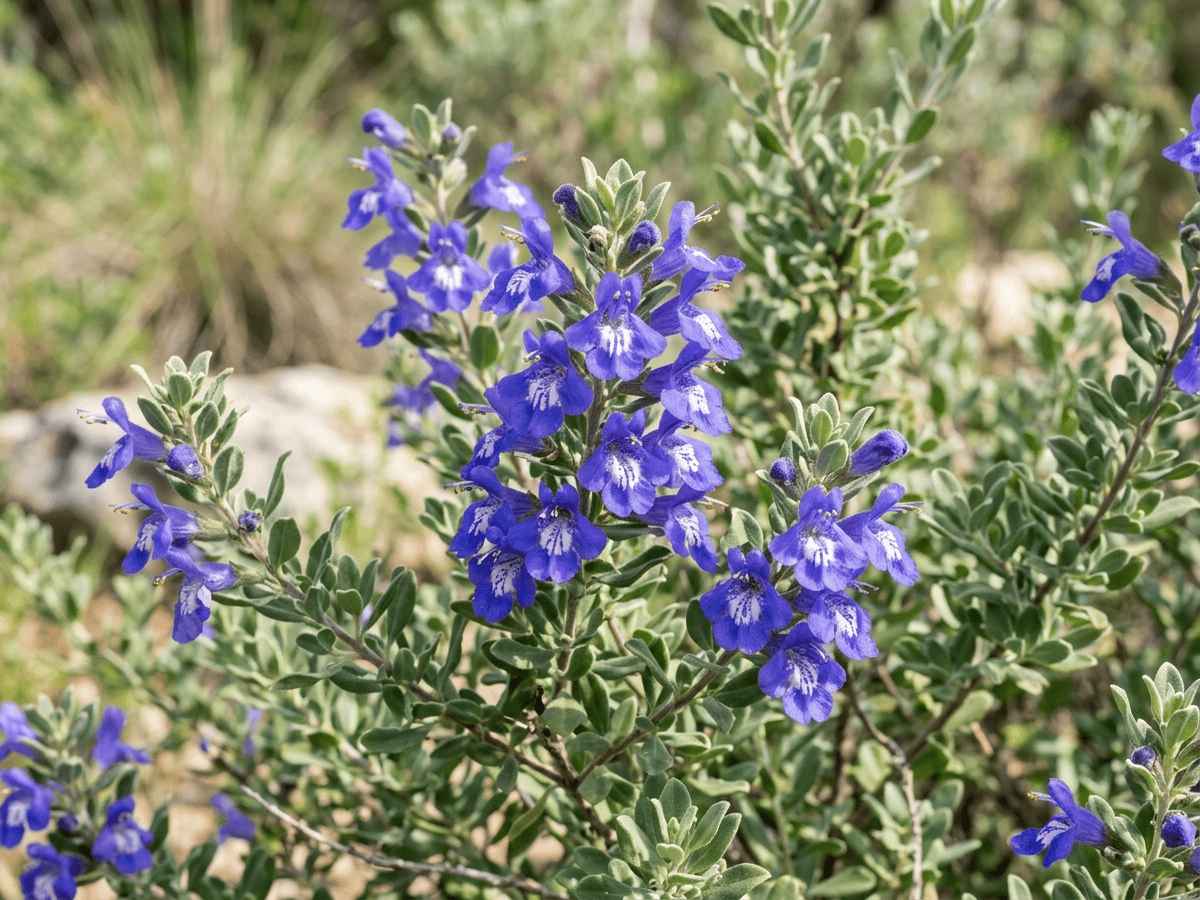 Salvia dei canyon — primo piano di foglie e fiori