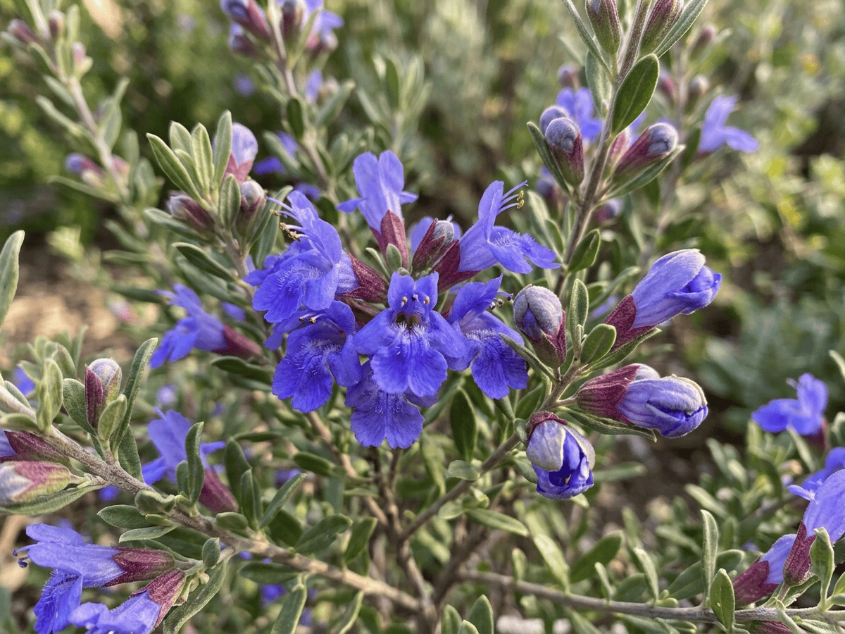 Salvia dei canyon — aspetto stagionale