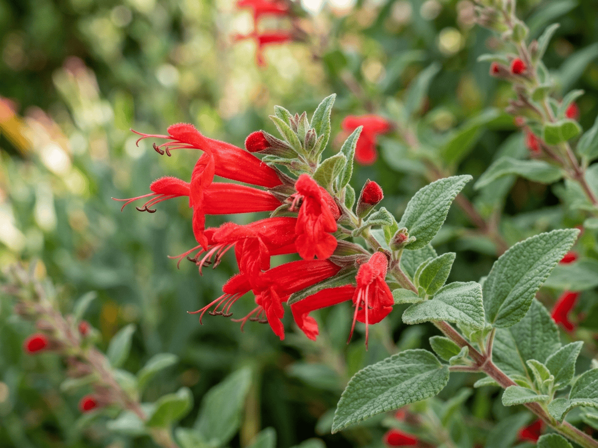 Mountain Sage — close-up of leaves and flowers