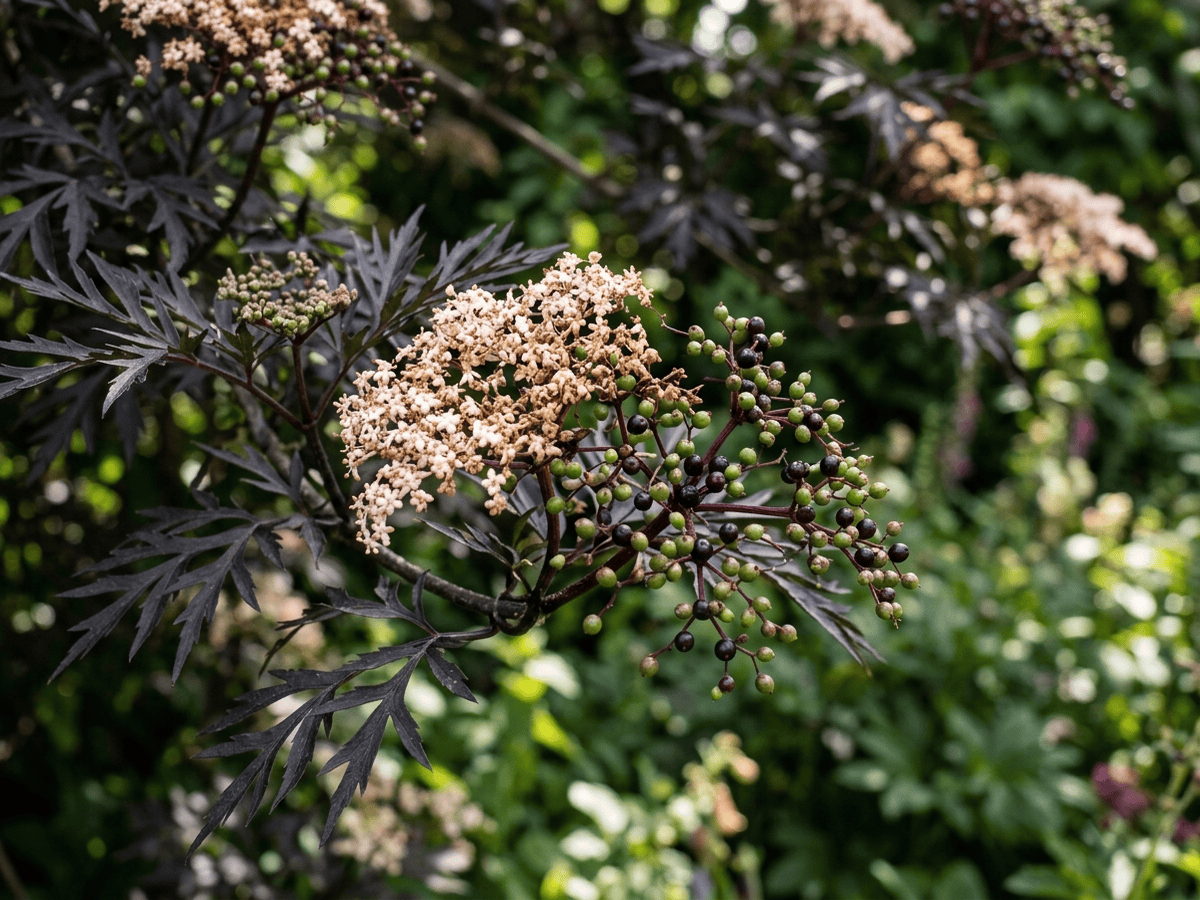 Black Lace Elderberry — seasonal appearance