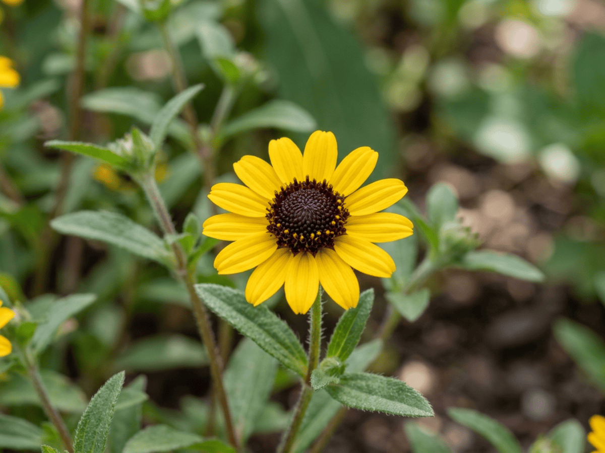 Sanvitalia — primo piano di foglie e fiori
