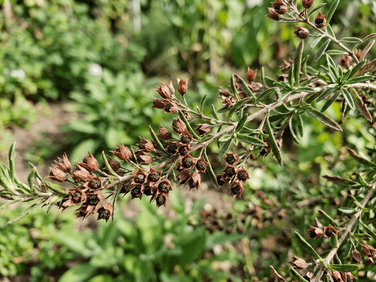 Bohnenkraut — Nahaufnahme von Blättern und Blüten