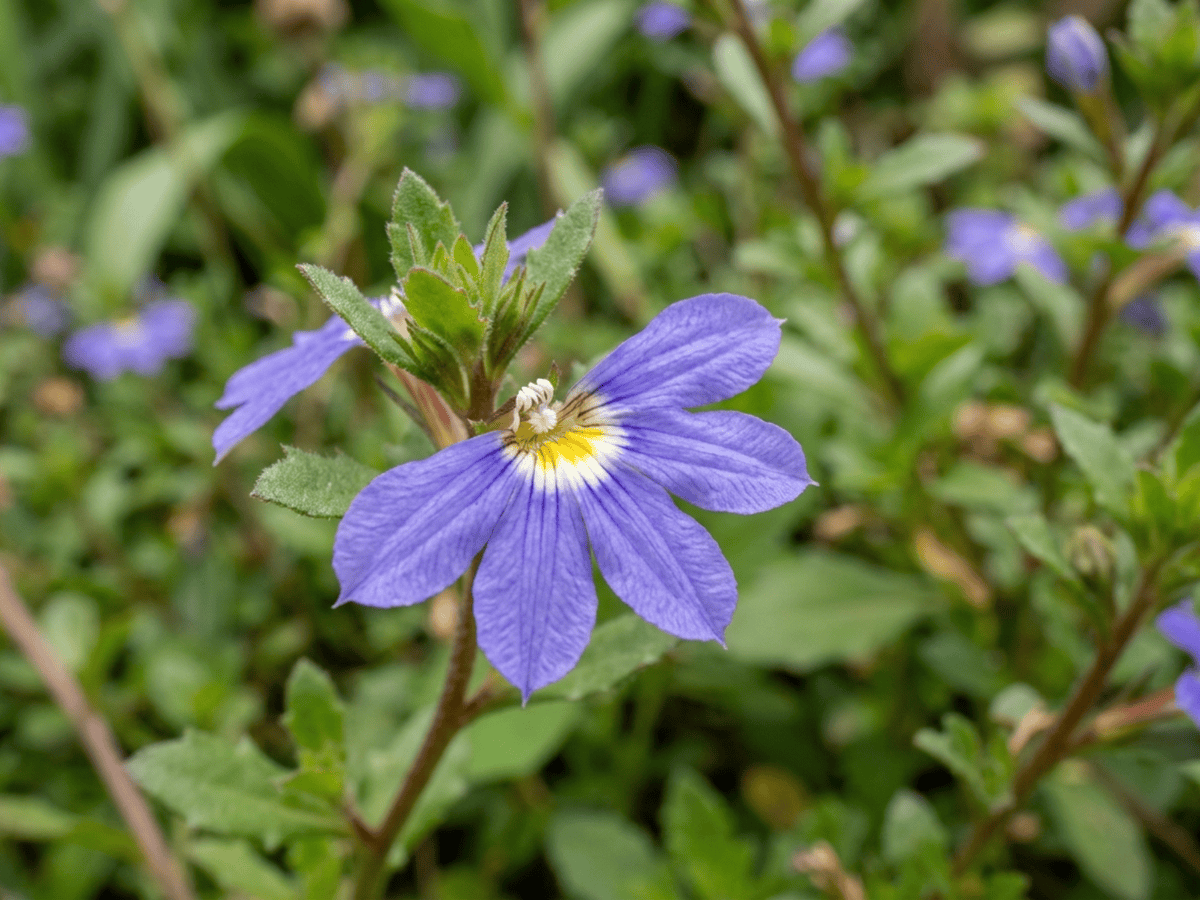 Scaevola — gros plan sur feuilles et fleurs