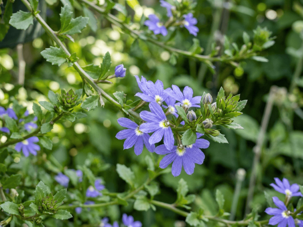 Scaevola — aspect saisonnier