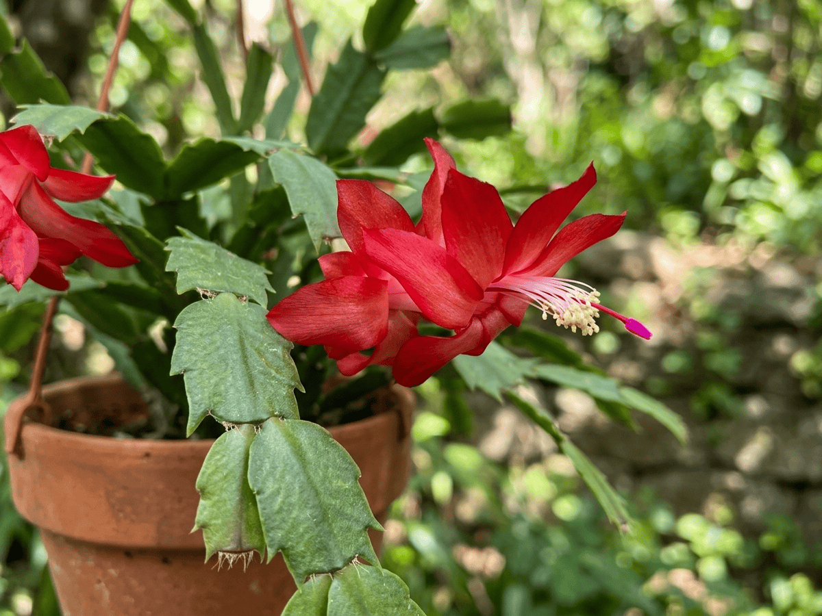 Gliederkaktus — Nahaufnahme von Blättern und Blüten