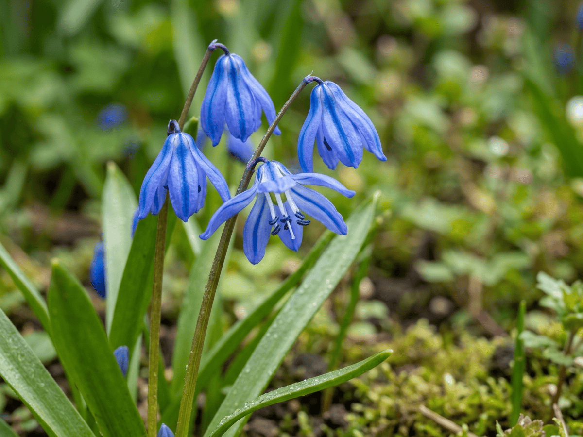 Scille de Sibérie — gros plan sur feuilles et fleurs