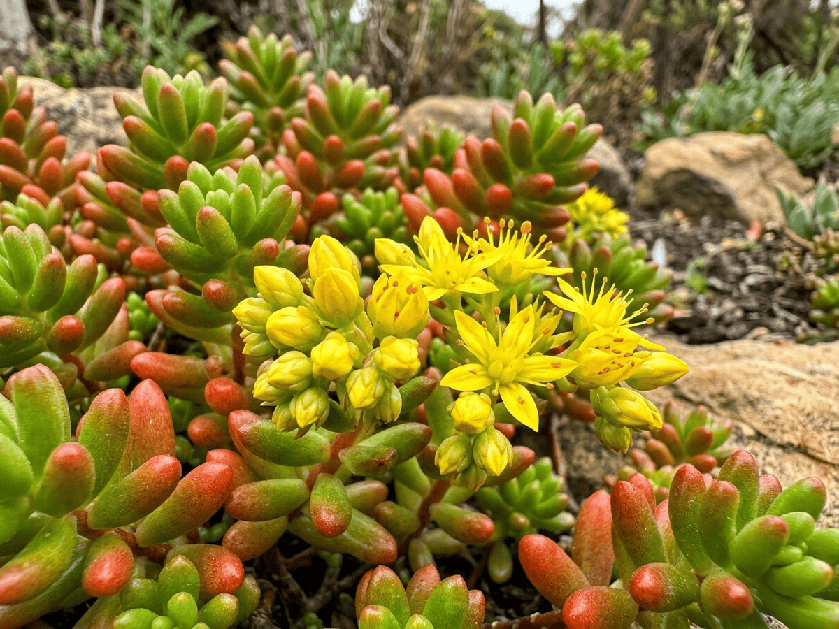 Sedum rubrotinctum — aspetto stagionale