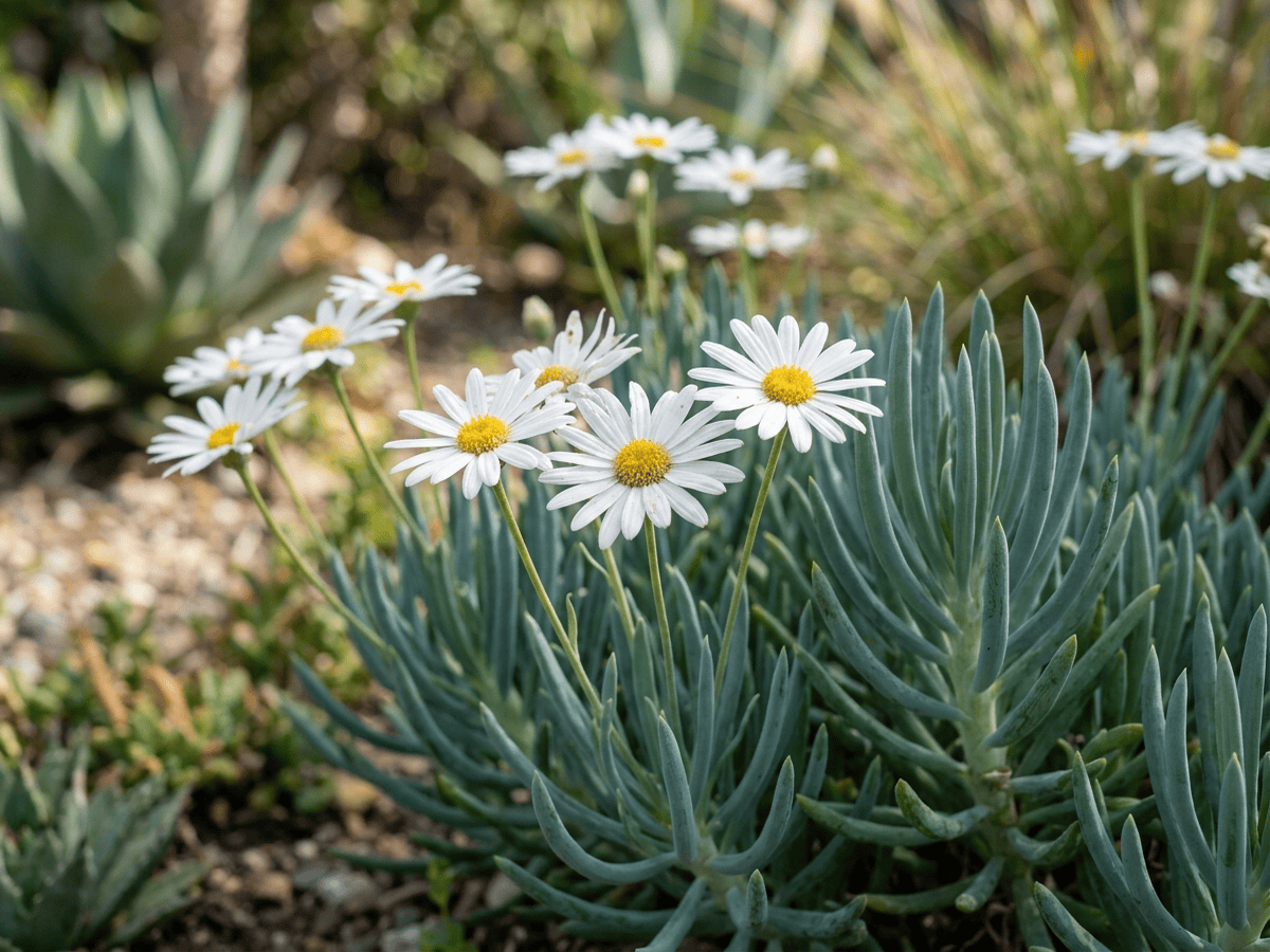 Bálsamo azul — primer plano de hojas y flores