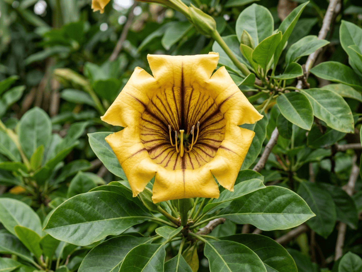 cáliz de oro — primer plano de hojas y flores