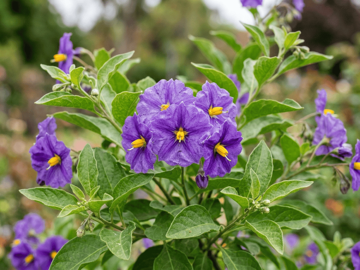 Chilenischer Kartoffelbaum — Nahaufnahme von Blättern und Blüten