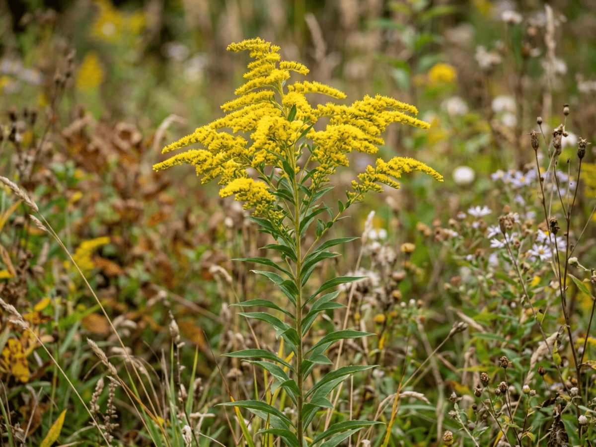 Canada Goldenrod