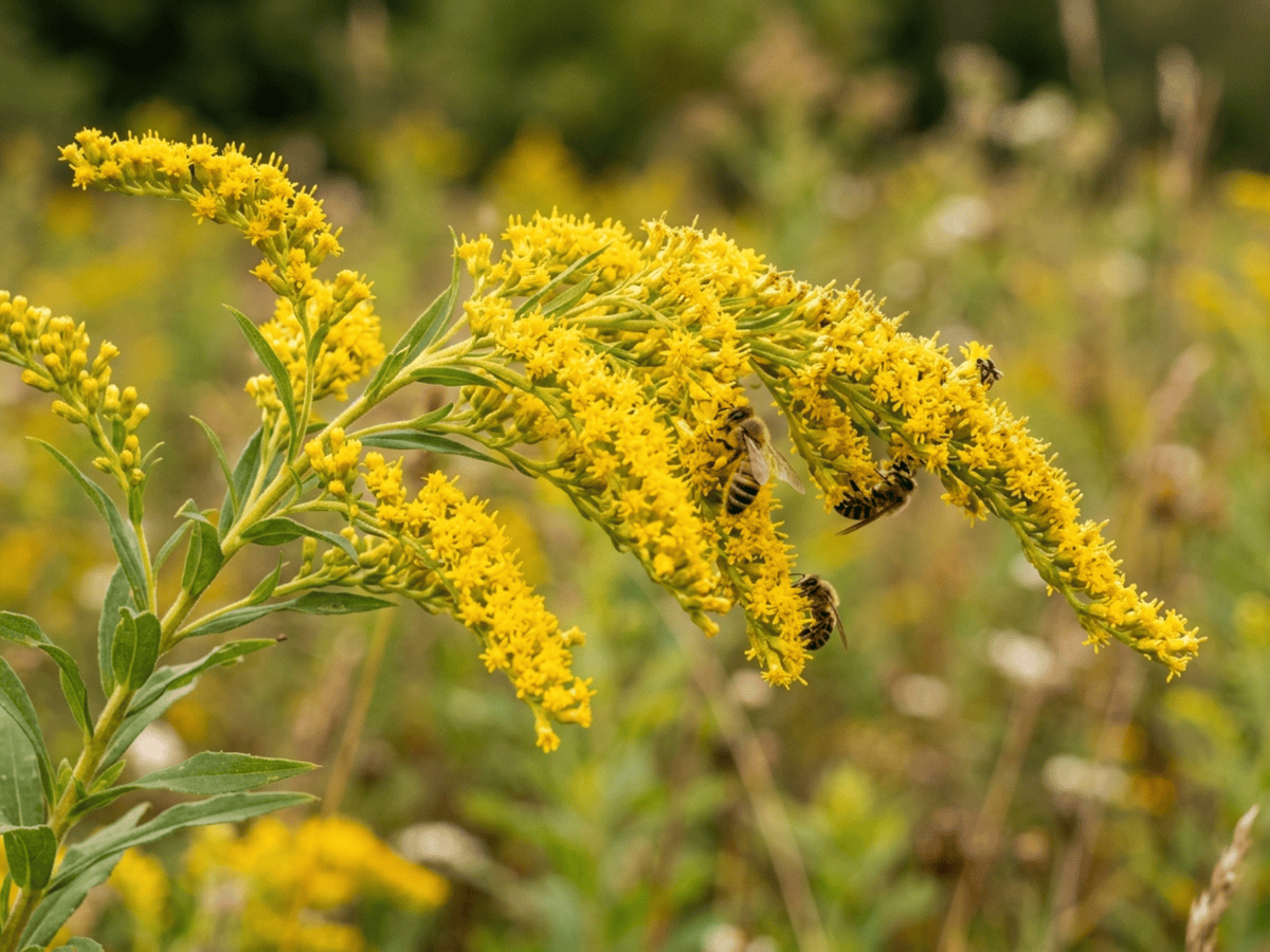 Vara de oro del Canadá — primer plano de hojas y flores
