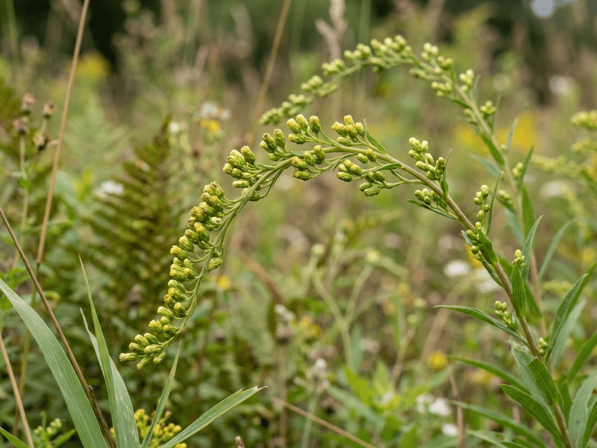 Autumn Goldenrod — seasonal appearance