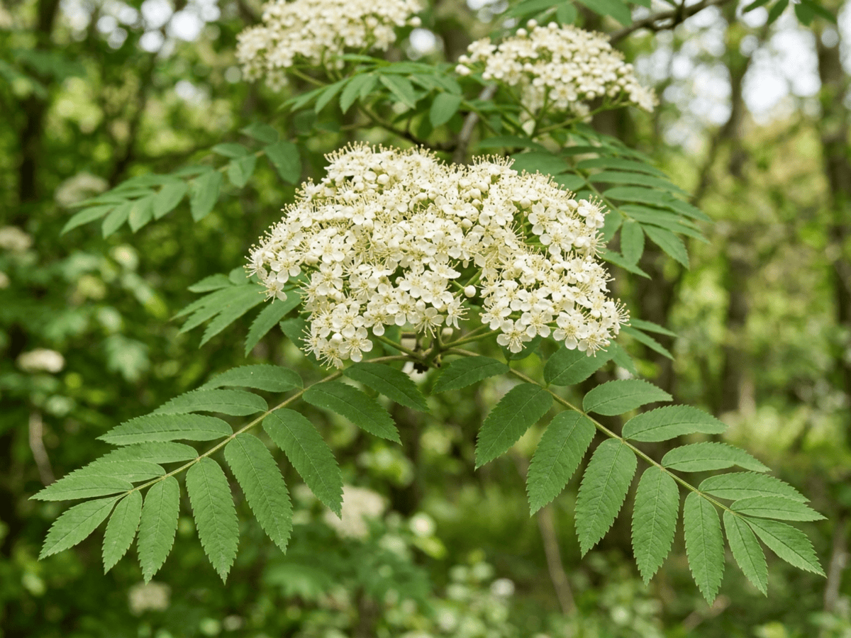 Sorbo degli uccellatori — primo piano di foglie e fiori