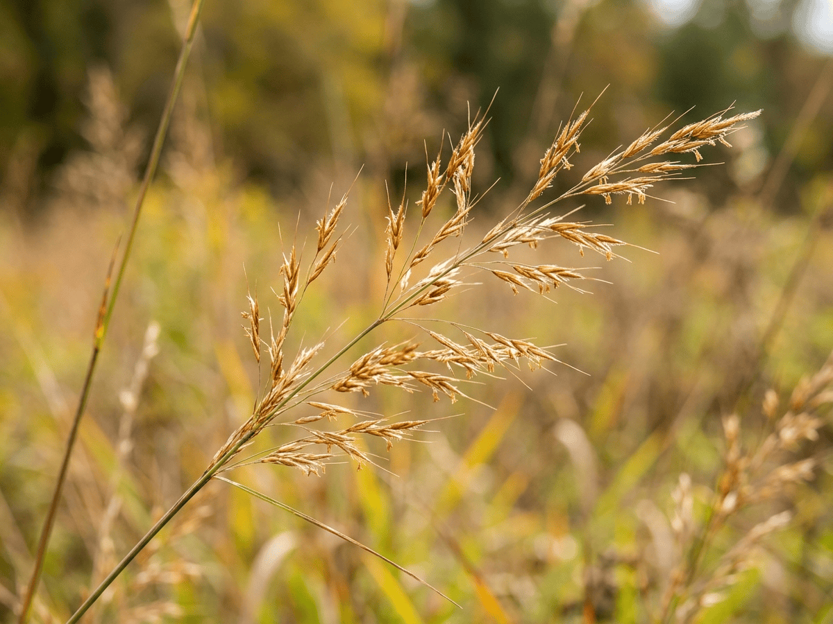 Slender Indiangrass — close-up of leaves and flowers