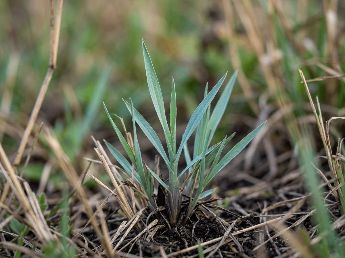 Slender Indiangrass — seasonal appearance