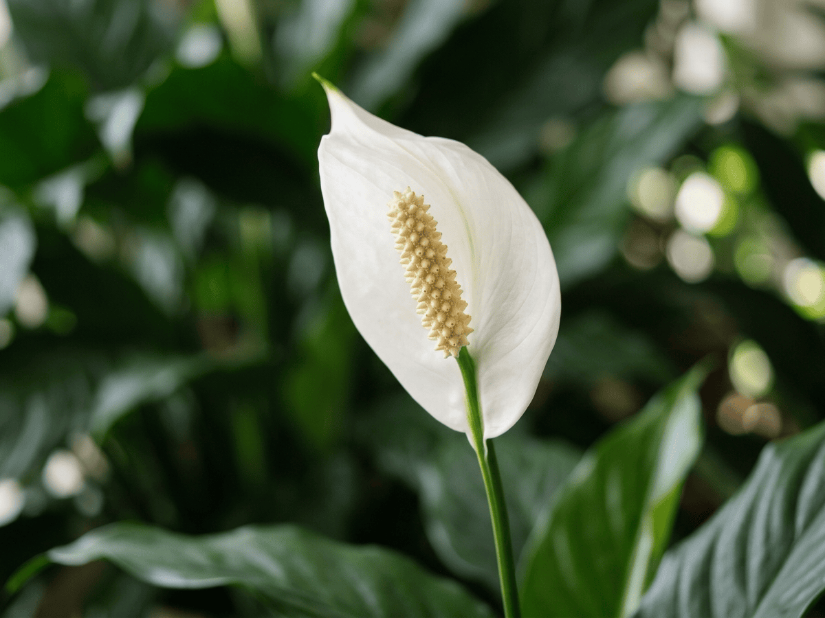 Einblatt — Nahaufnahme von Blättern und Blüten