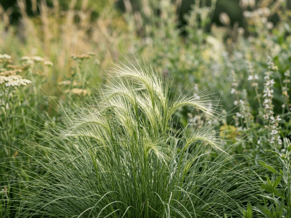 Stipa — aspetto stagionale