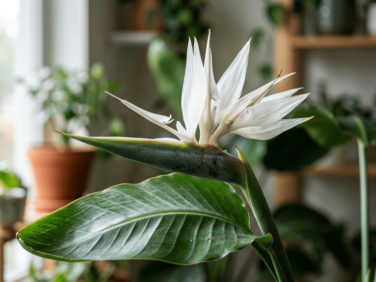 Giant Bird-Of-Paradise Flower — close-up of leaves and flowers