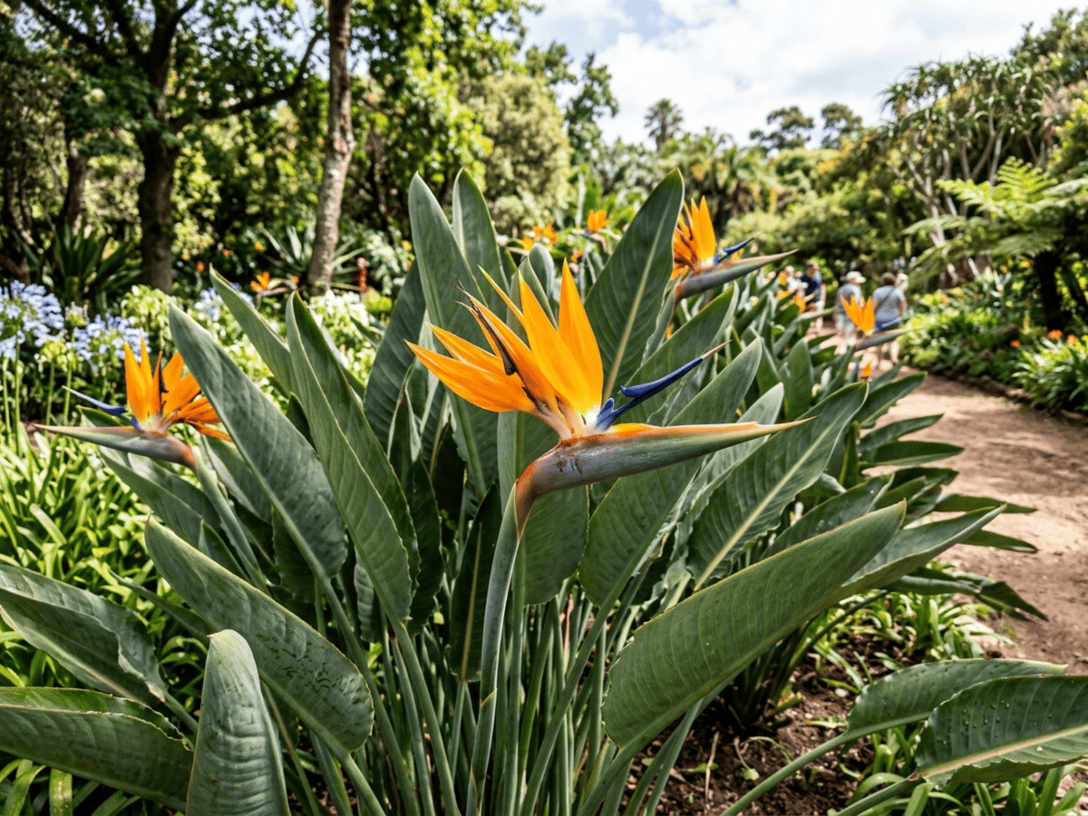Strelitzie im Garten