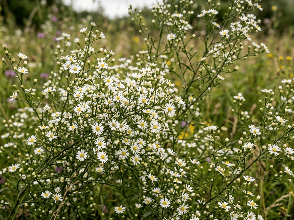 Aster fausse-bruyère — gros plan sur feuilles et fleurs