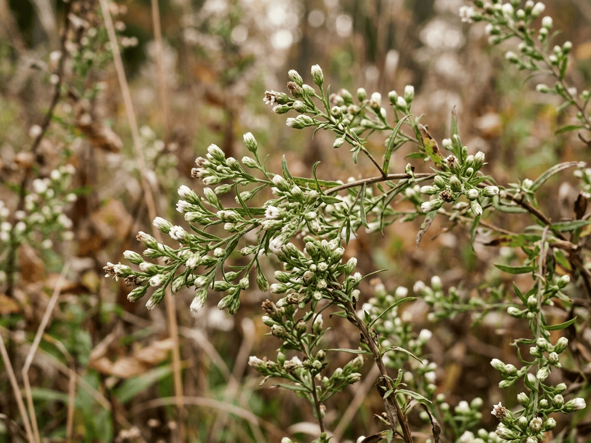 Aster fausse-bruyère — aspect saisonnier
