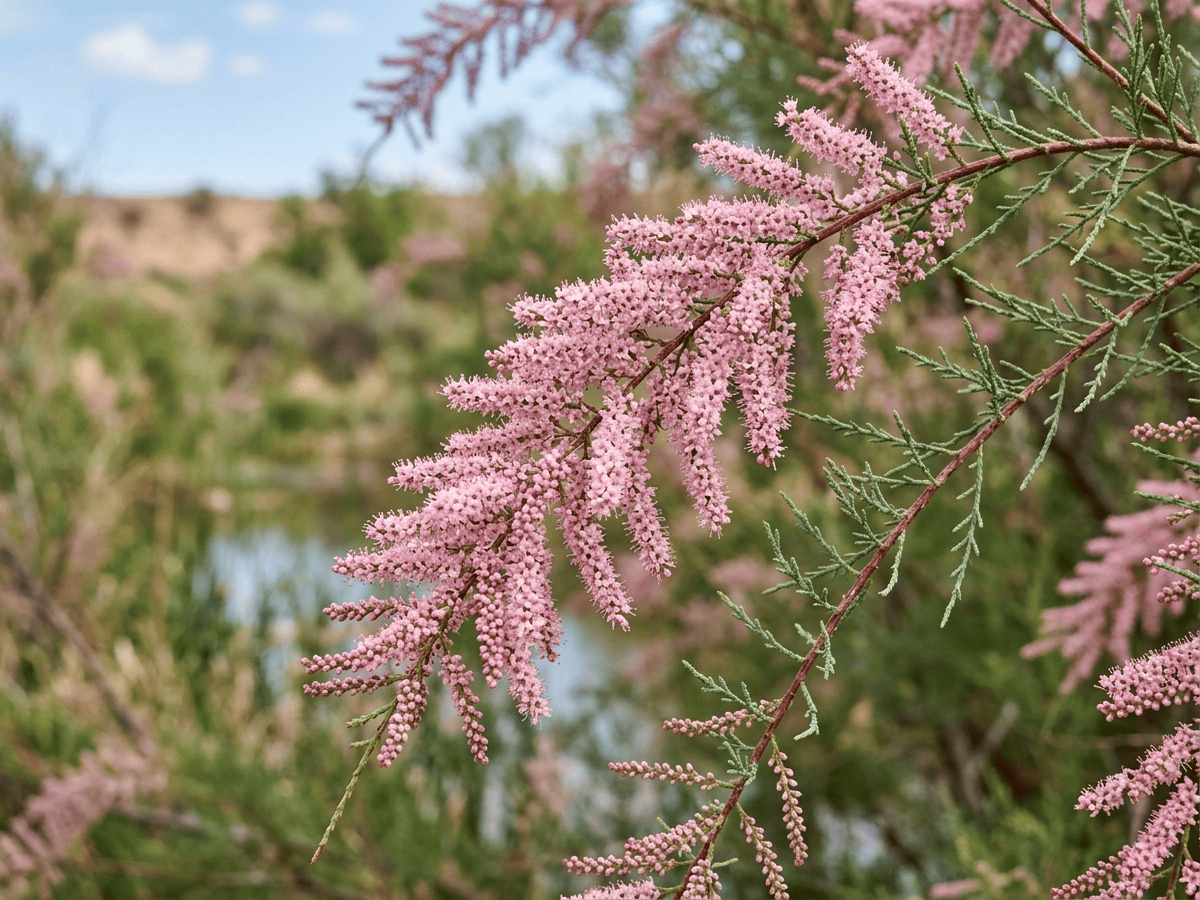Kaspische Tamariske — Nahaufnahme von Blättern und Blüten