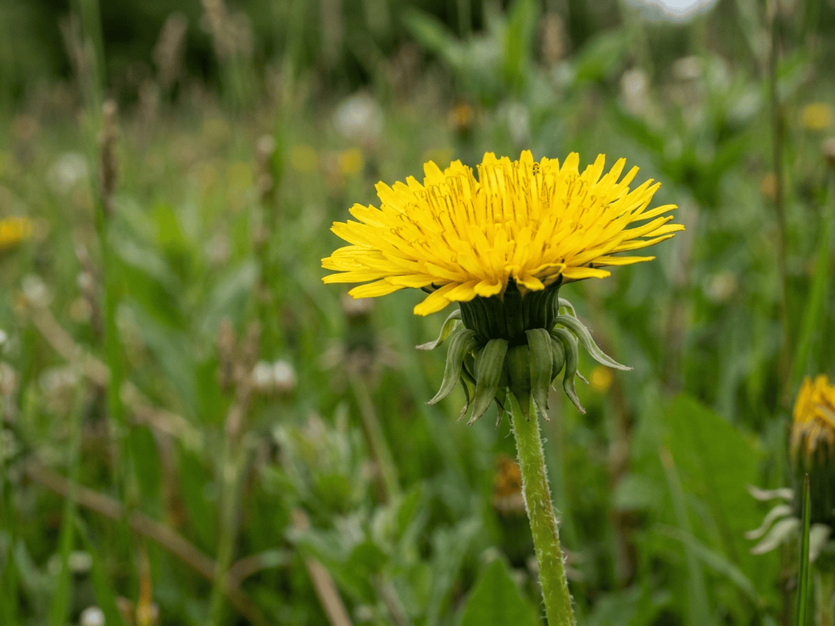 Common Dandelion — close-up of leaves and flowers