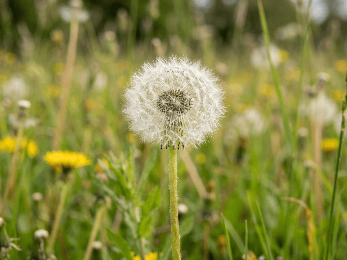 Common Dandelion — seasonal appearance