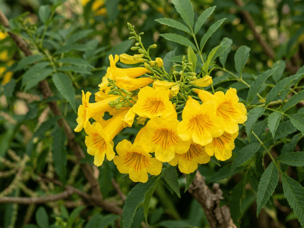 Tronadora — primer plano de hojas y flores
