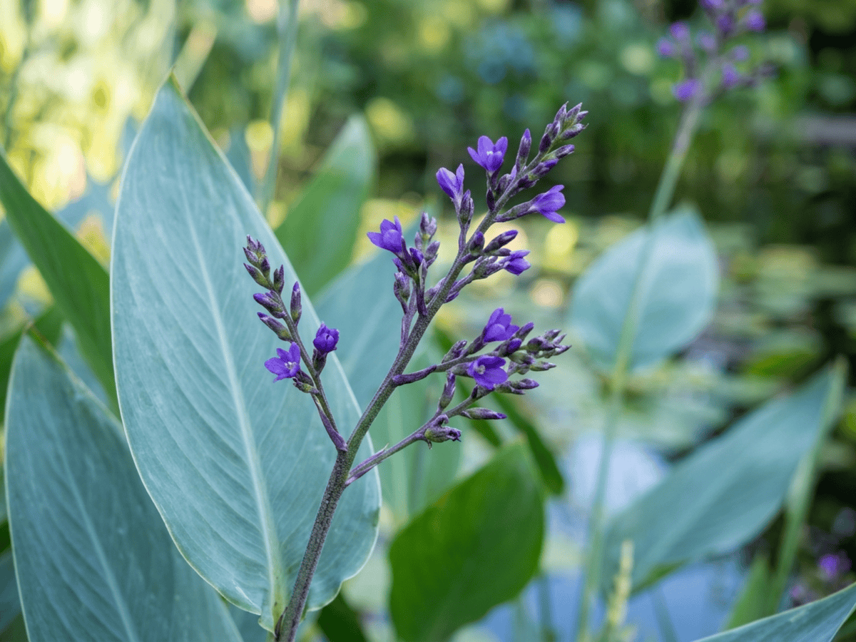 Powdery Thalia — seasonal appearance