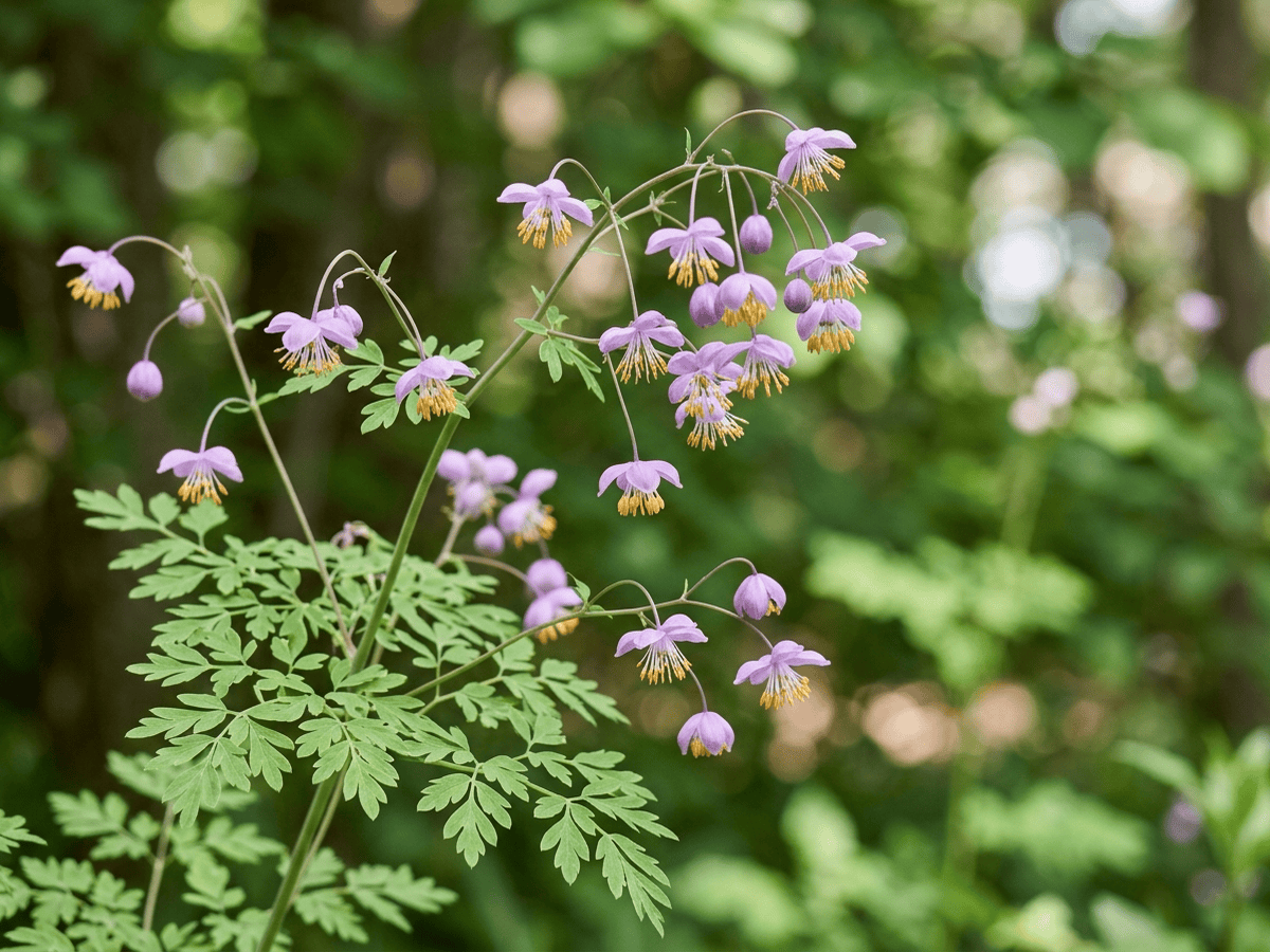 Lavender Mist Meadowrue — close-up of leaves and flowers