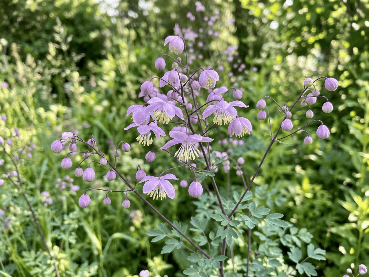 Lavender Mist Meadowrue — seasonal appearance