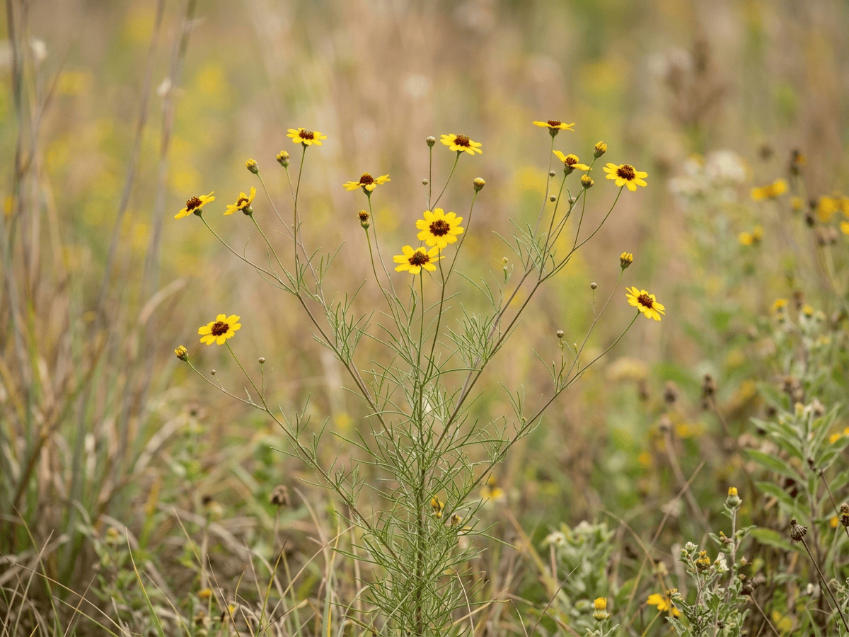 Thélésperme à feuilles filiformes (Thelesperma filifolium), plante entière