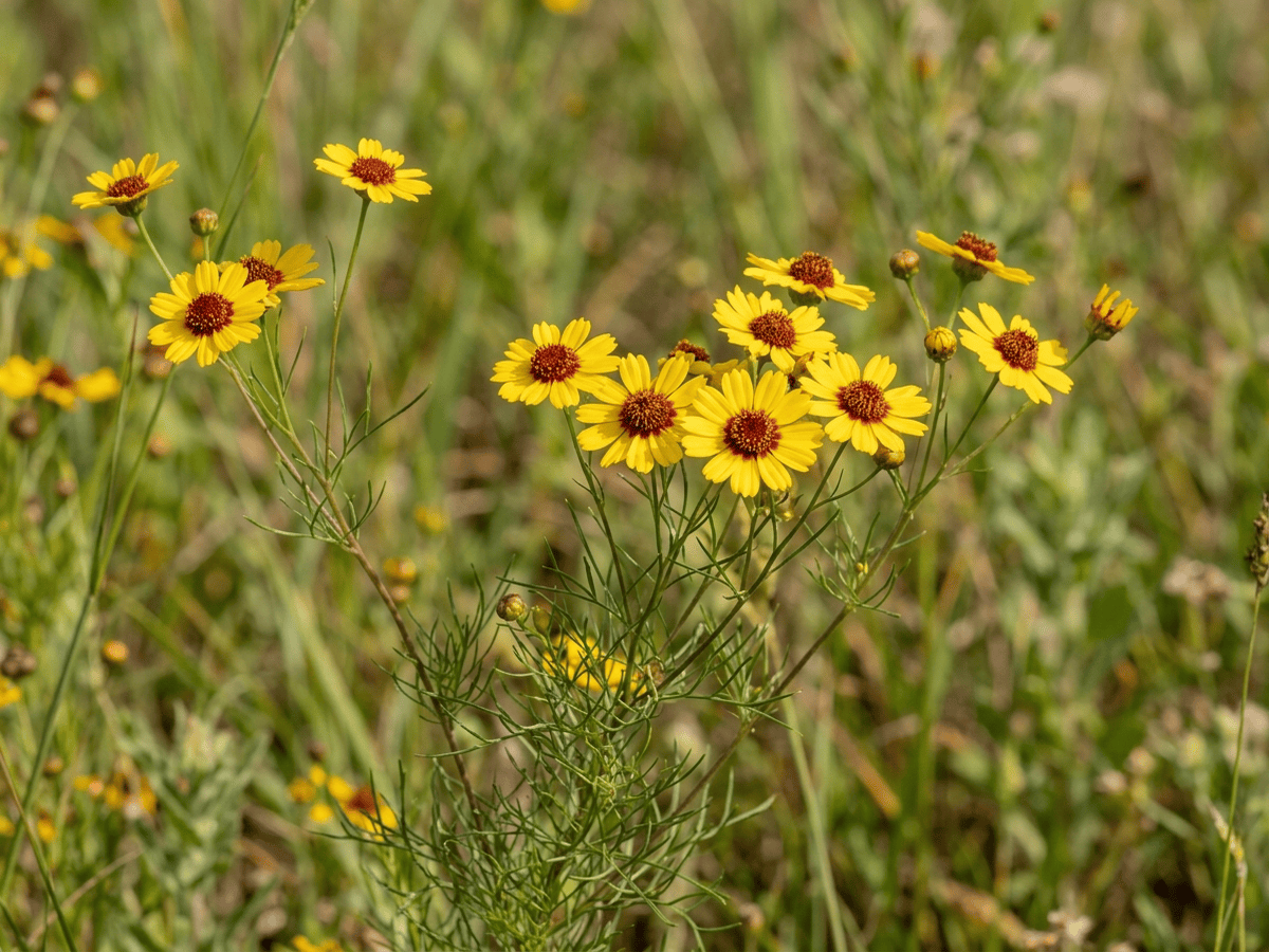 Stiff Greenthread — close-up of leaves and flowers