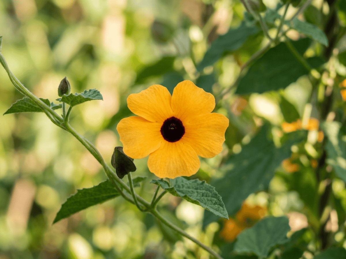 Schwarzäugige Susanne — Nahaufnahme von Blättern und Blüten