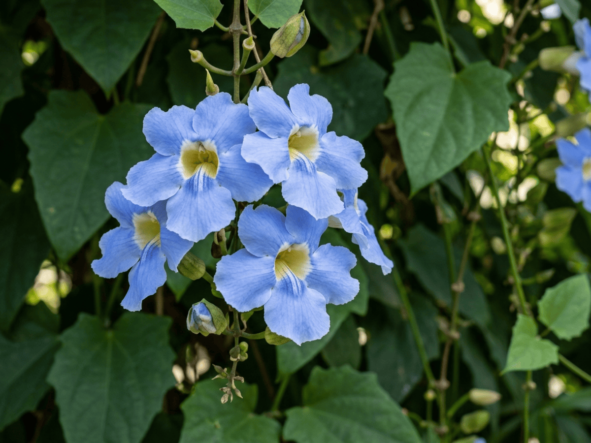 Susanna dagli occhi neri rampicante — primo piano di foglie e fiori