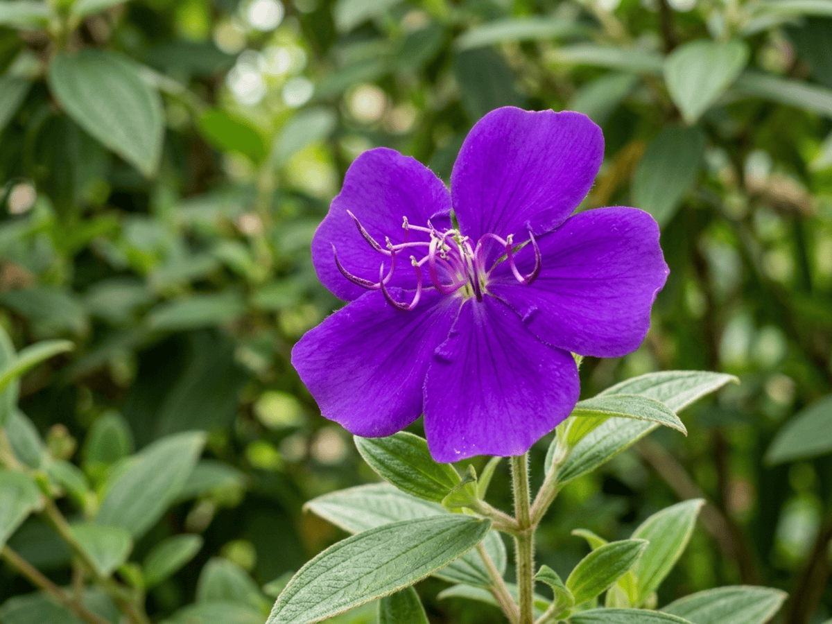 Tibouchina — primo piano di foglie e fiori