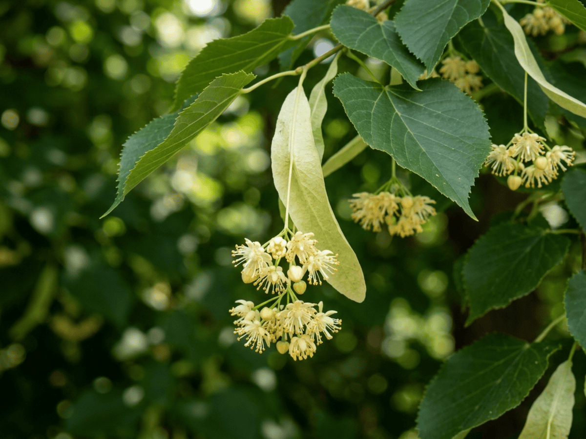 Basswood — close-up of leaves and flowers