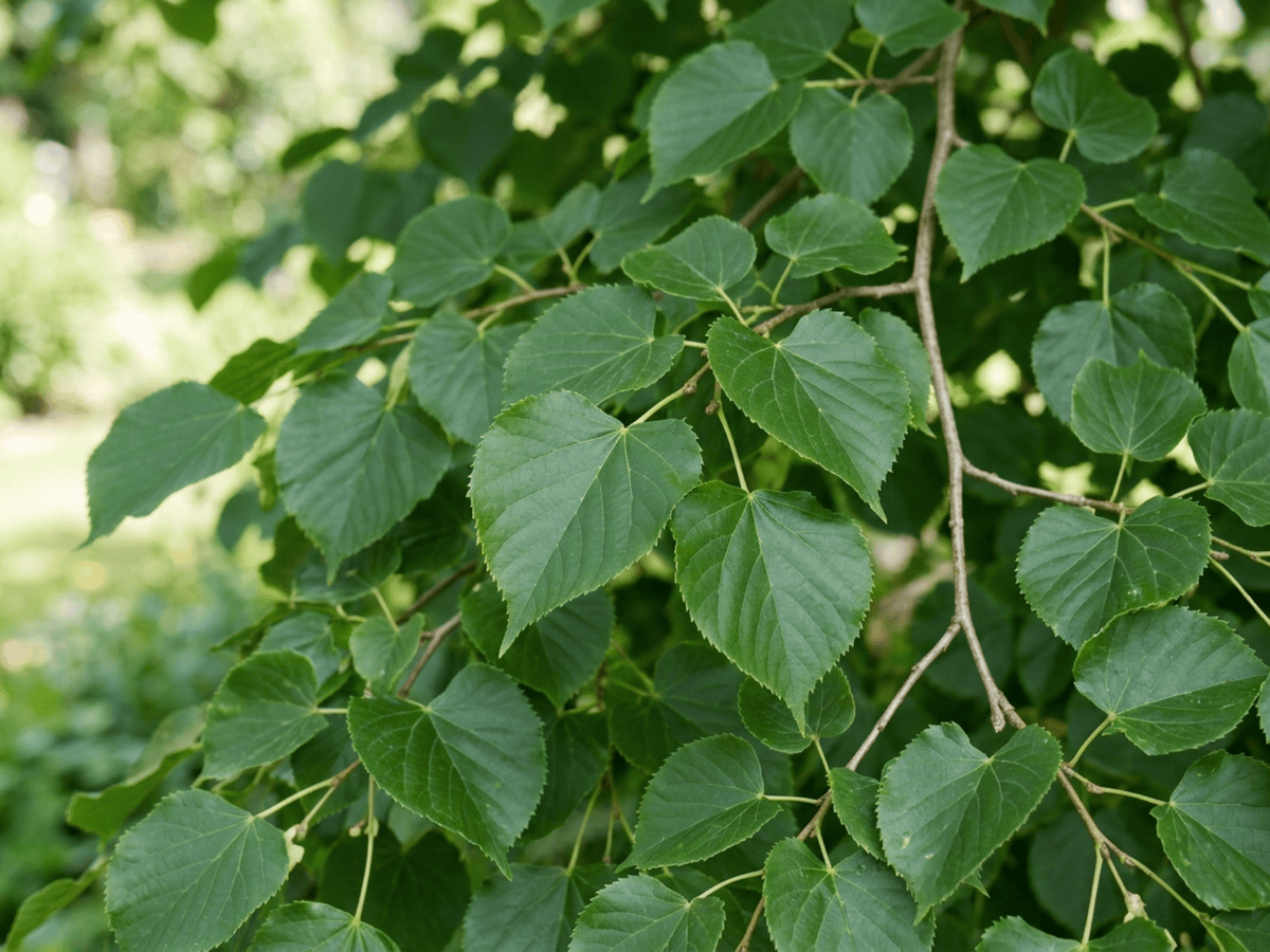 Small-Leaved Lime