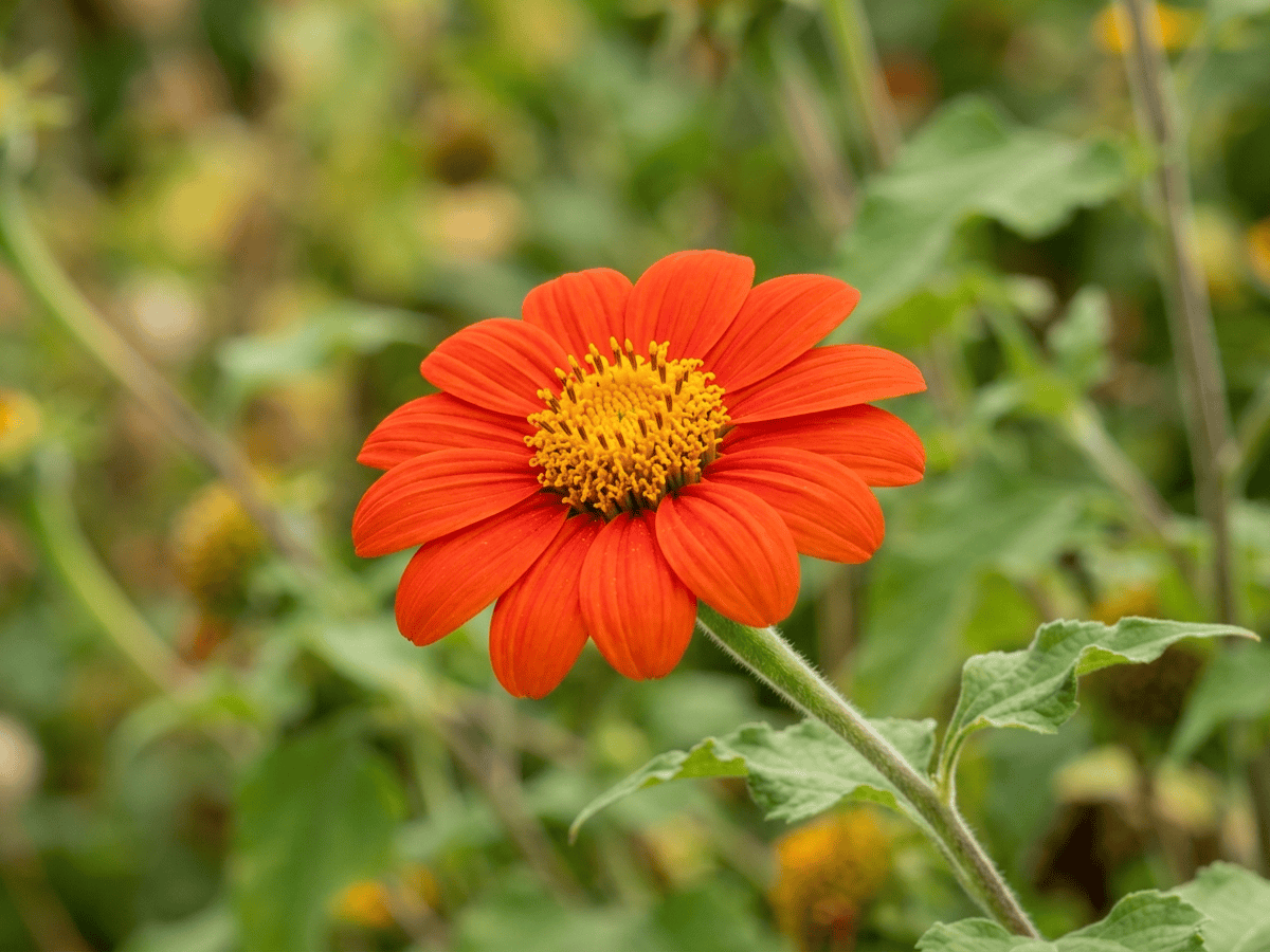 Mexikanische Sonnenblume — Nahaufnahme von Blättern und Blüten