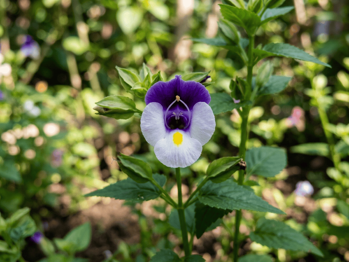 Torenia — primo piano di foglie e fiori