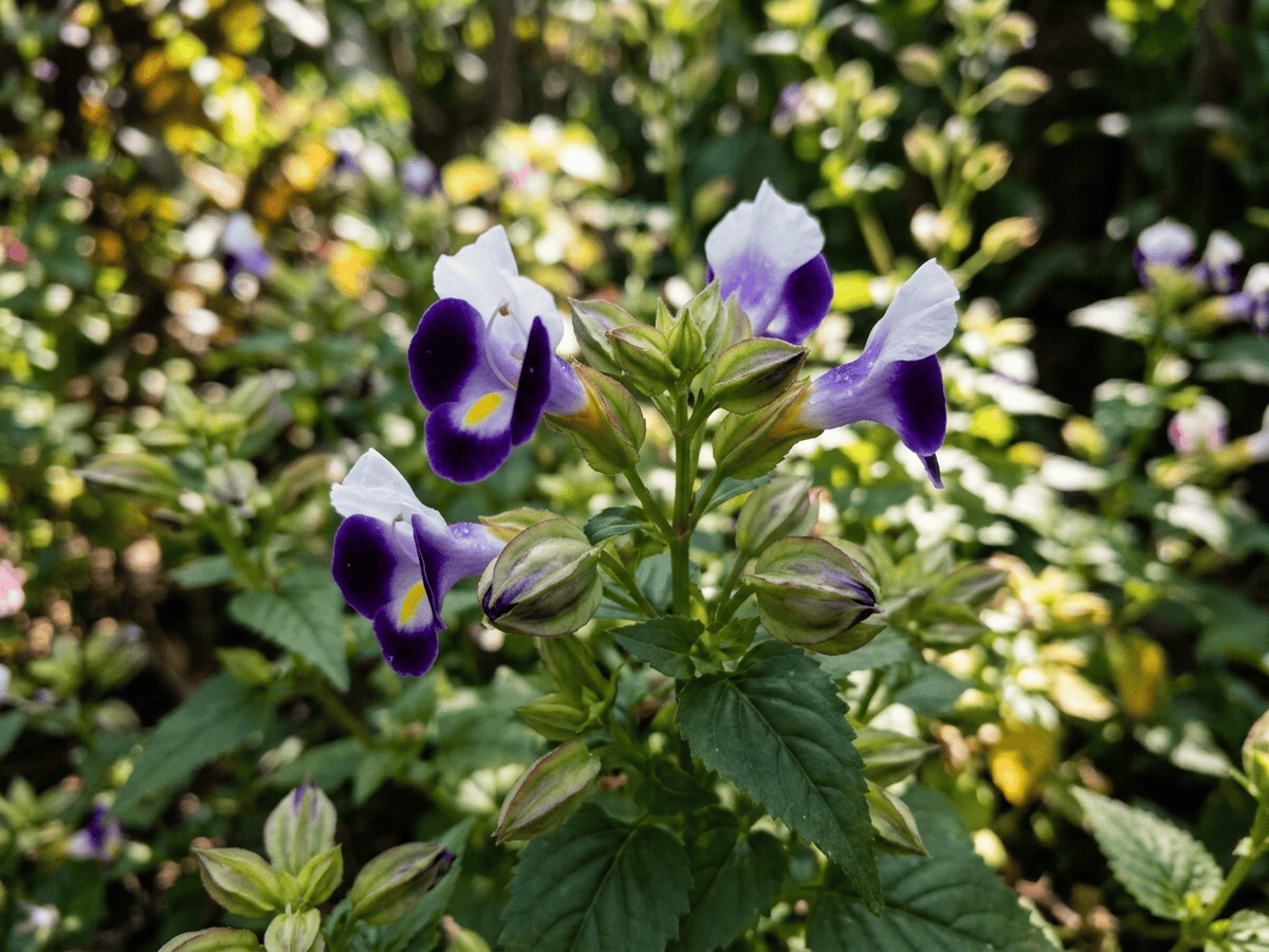 Torenia — aspetto stagionale