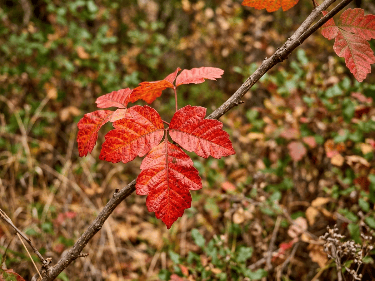 Pazifischer Giftefeu — Nahaufnahme von Blättern und Blüten