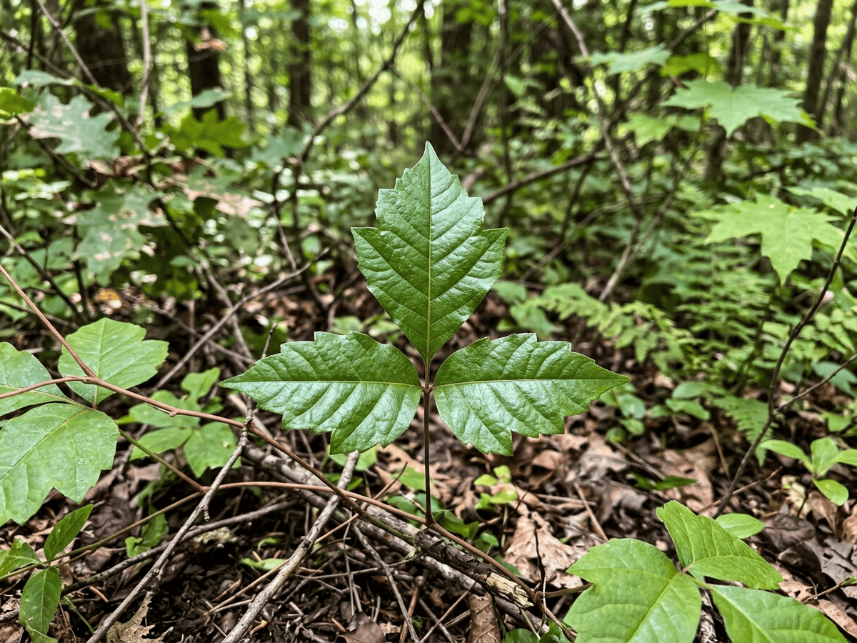 덩굴옻나무(Toxicodendron radicans) 전체 모습